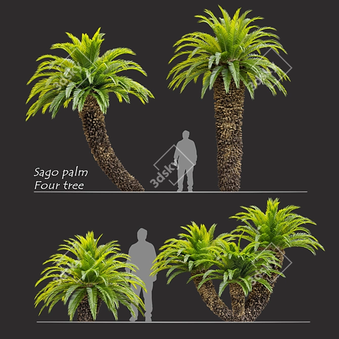 Lush Cycas Revoluta Palm 3D model image 1