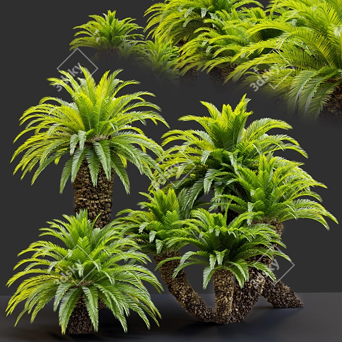 Lush Cycas Revoluta Palm 3D model image 4