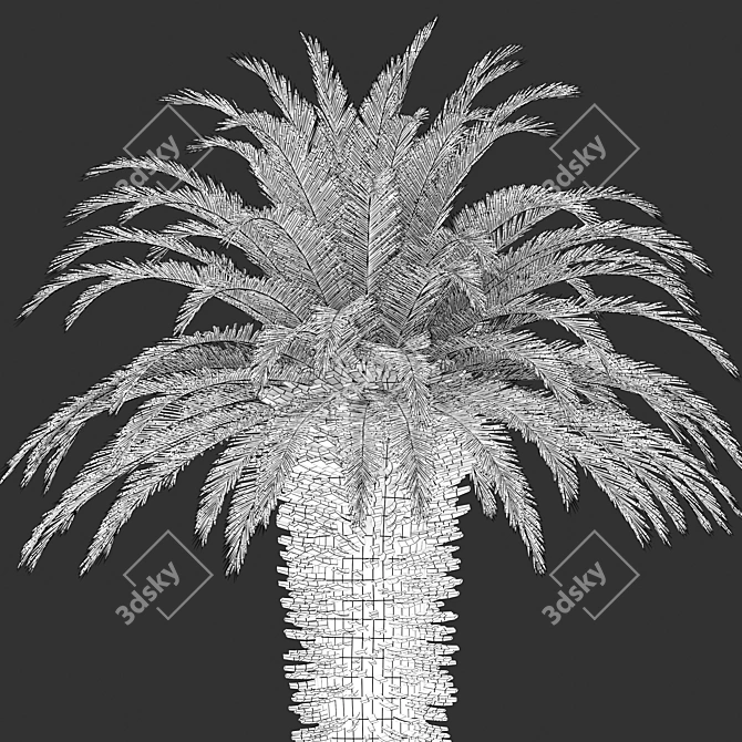 Lush Cycas Revoluta Palm 3D model image 6