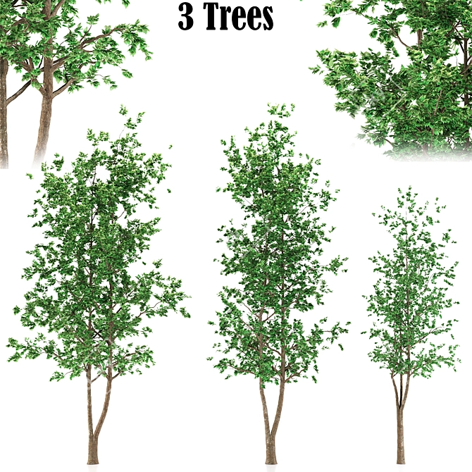 3-Piece Aspen Tree Set 3D model image 1
