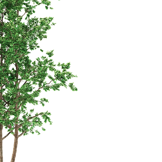 3-Piece Aspen Tree Set 3D model image 2