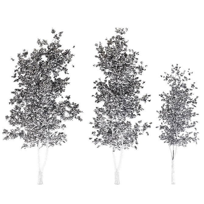 3-Piece Aspen Tree Set 3D model image 3