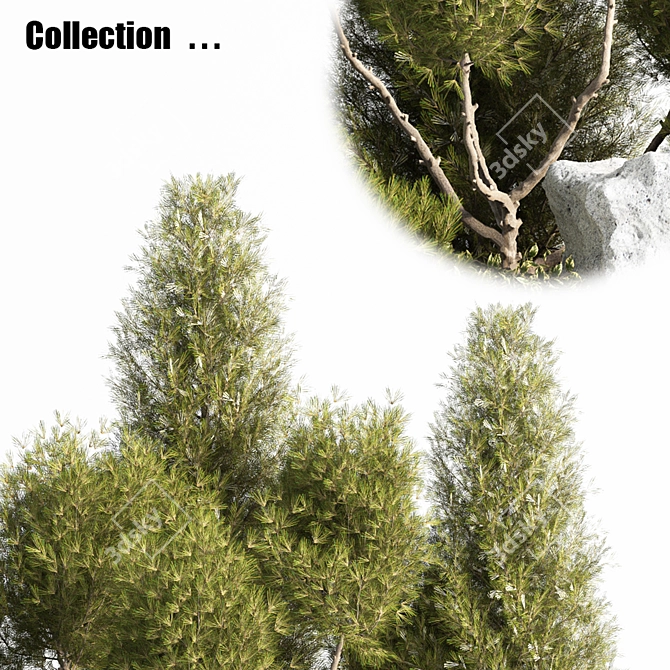 Outdoor Plant Set 2015: Stylish, Durable & Versatile! 3D model image 4