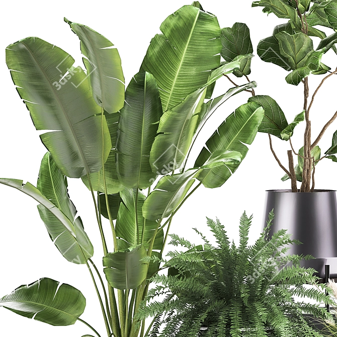 Exotic Plant Collection: Palms, Ferns, and Bananas 3D model image 5