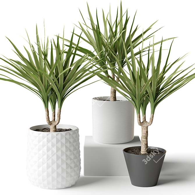 Decorative Set: 3 Small Dracaena Plants 3D model image 1