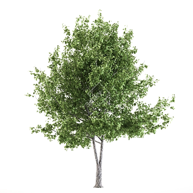 Giant Linden Tree Sculpture 3D model image 2