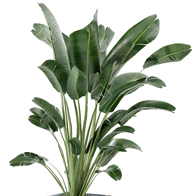 Green Oasis Indoor Plant Collection 3D model image 3