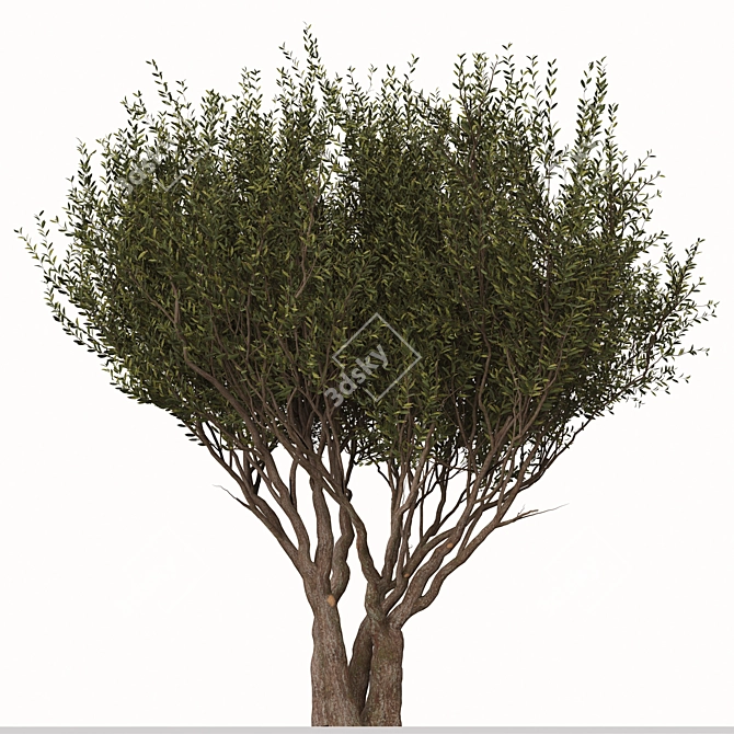 Evergreen Arbutus unedo Tree Set 3D model image 2