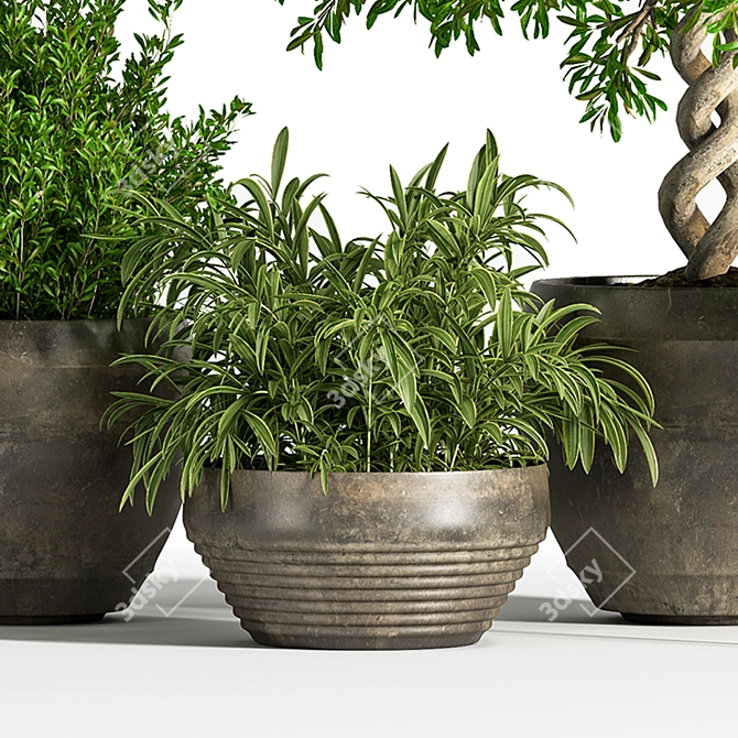 Indoor Greenery Set: Stylish & Lush 3D model image 6