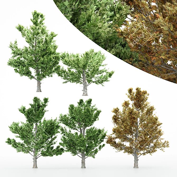 5 Different Sugar Maple Trees 3D model image 1