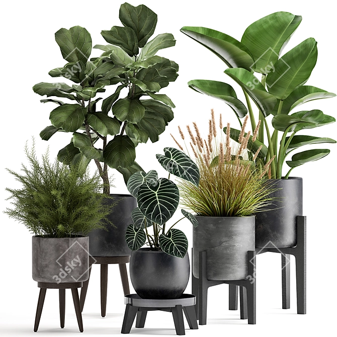 Exotic Plant Collection: Tropical Foliage in Black Pots & Vases 3D model image 1