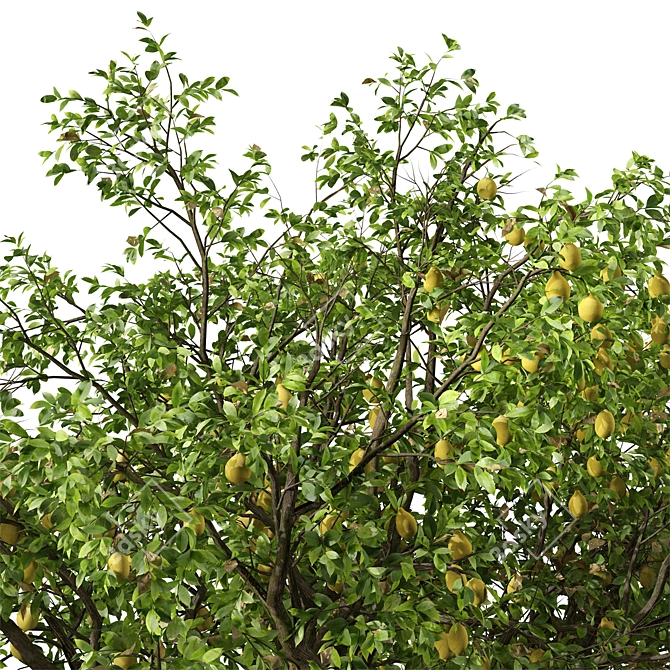 Luscious Lemon Duo: Citrus limon Tree Set 3D model image 4