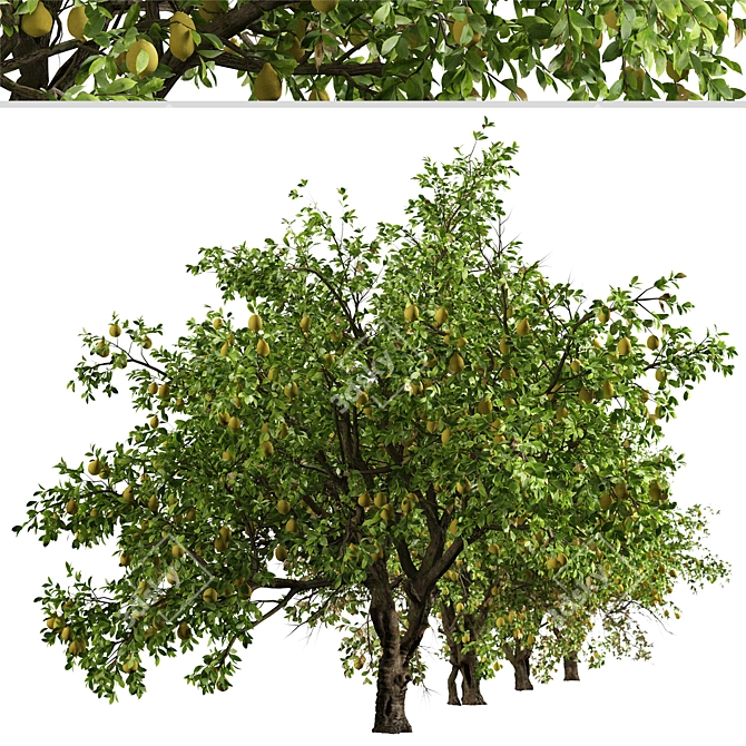 Luscious Lemon Duo: Citrus limon Tree Set 3D model image 5