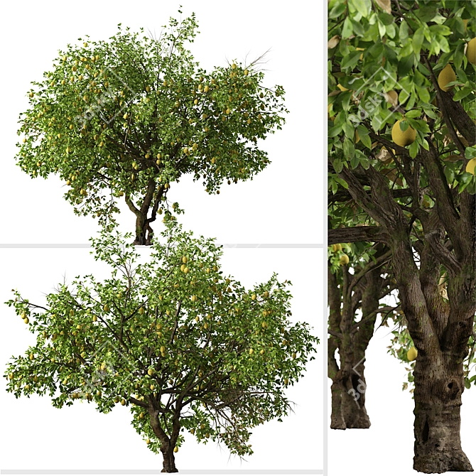 Luscious Lemon Duo: Citrus limon Tree Set 3D model image 7