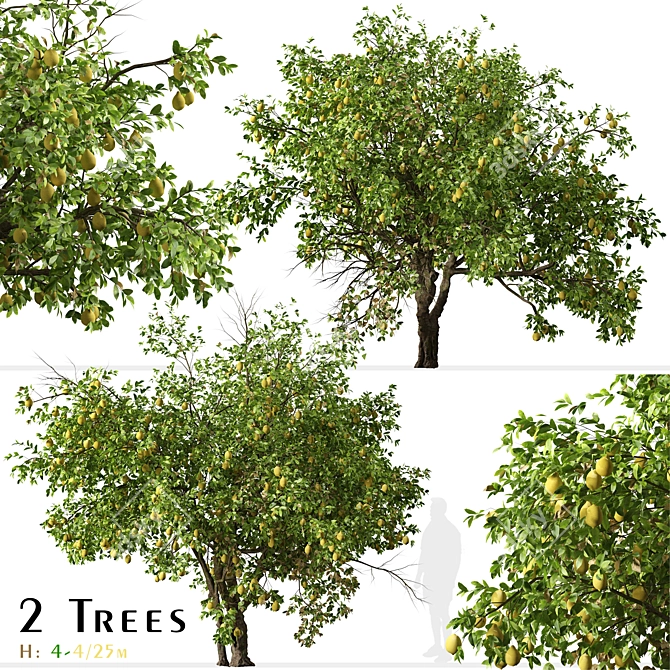 Luscious Lemon Duo: Citrus limon Tree Set 3D model image 2