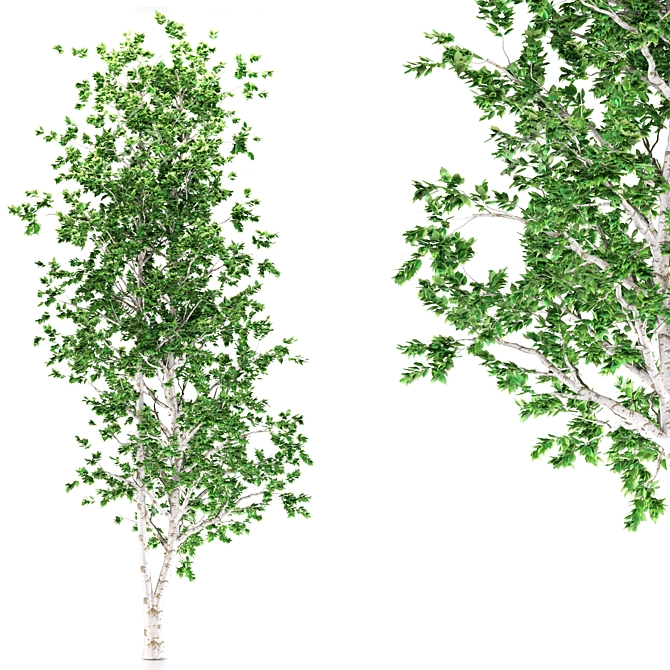 Aspen Treeline Tapestry 3D model image 2