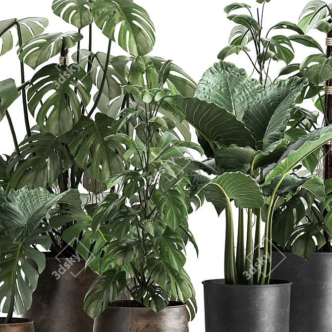 Title: Exotic Plant Collection in Artisan Iron Pots 3D model image 4