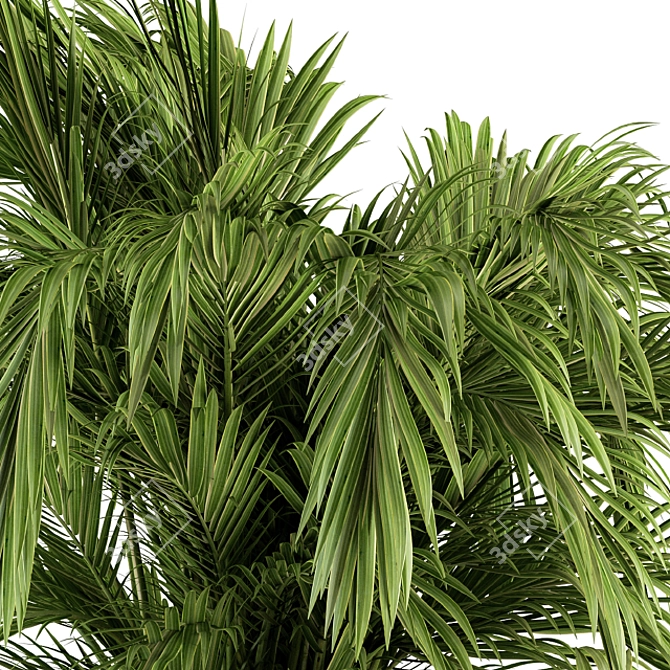 Tropical Palm Bush - Set 38 3D model image 4