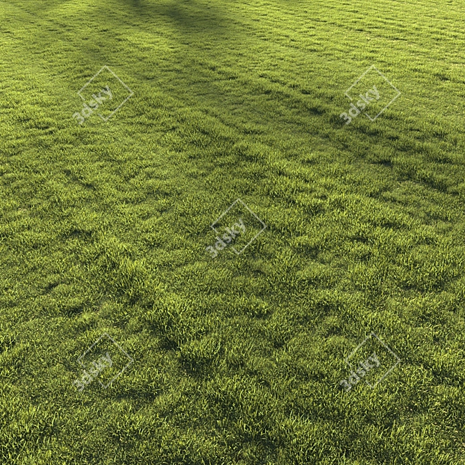 Premium Lawn Grass - Realistic 3D Model 3D model image 7