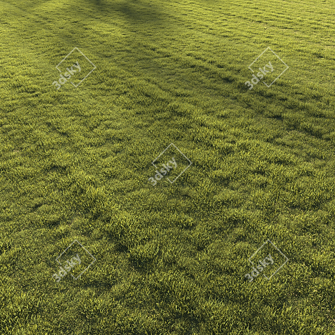 Premium Lawn Grass - Realistic 3D Model 3D model image 13