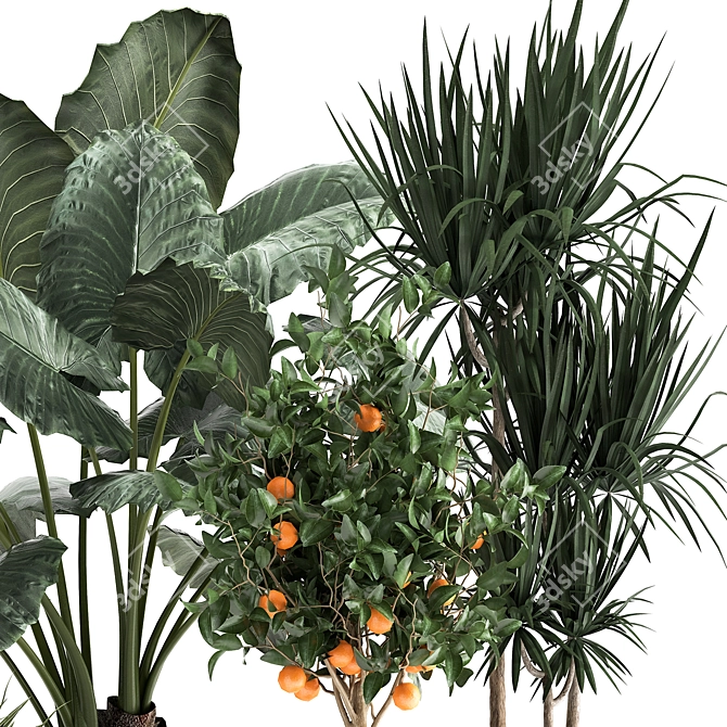 Exotic Plant Collection: Alocasia, Dracaena, Citrus 3D model image 3