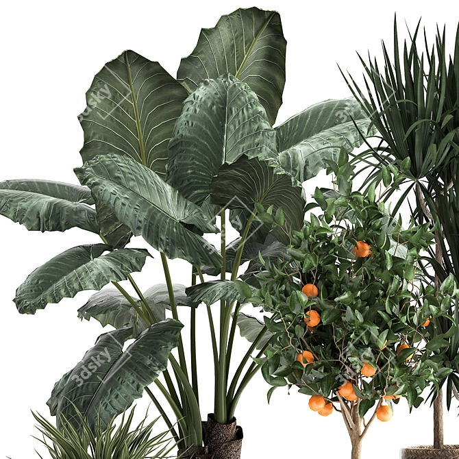 Exotic Plant Collection: Alocasia, Dracaena, Citrus 3D model image 4