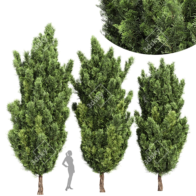 Italian Cypress 3D Trees 3D model image 1