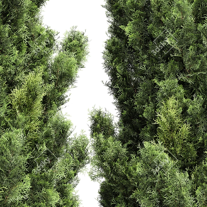Italian Cypress 3D Trees 3D model image 2