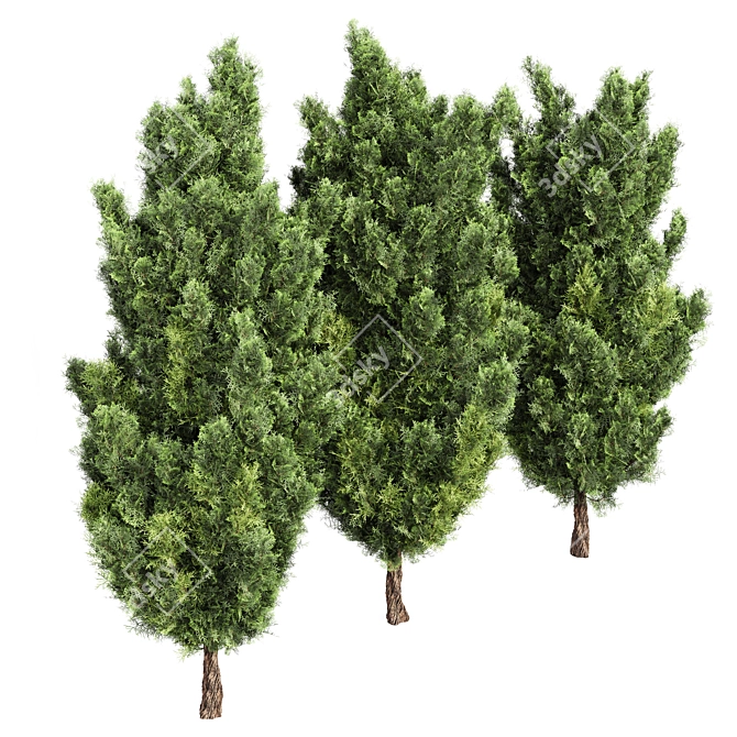 Italian Cypress 3D Trees 3D model image 3