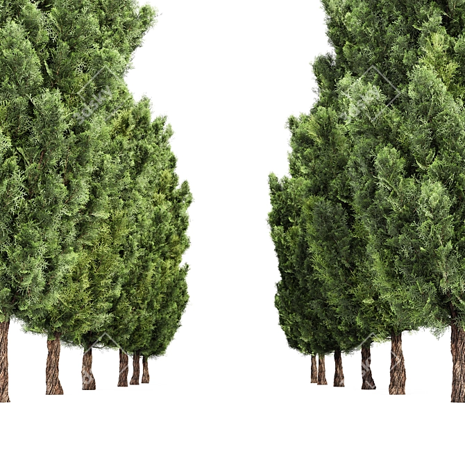 Italian Cypress 3D Trees 3D model image 4