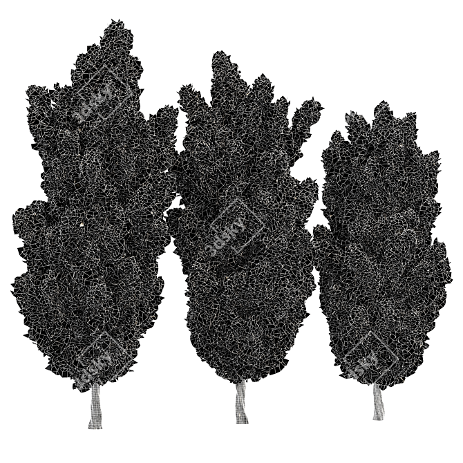 Italian Cypress 3D Trees 3D model image 5