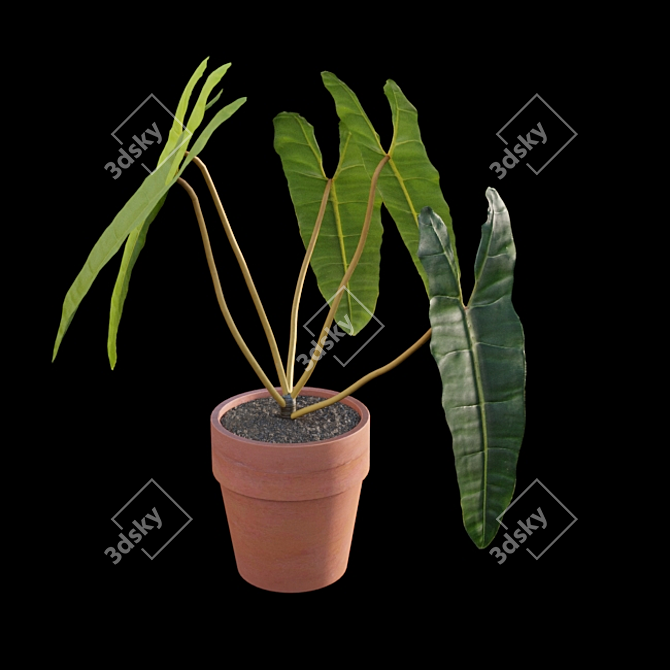 Rare Philodendron Billietiae - 3D Model 3D model image 3