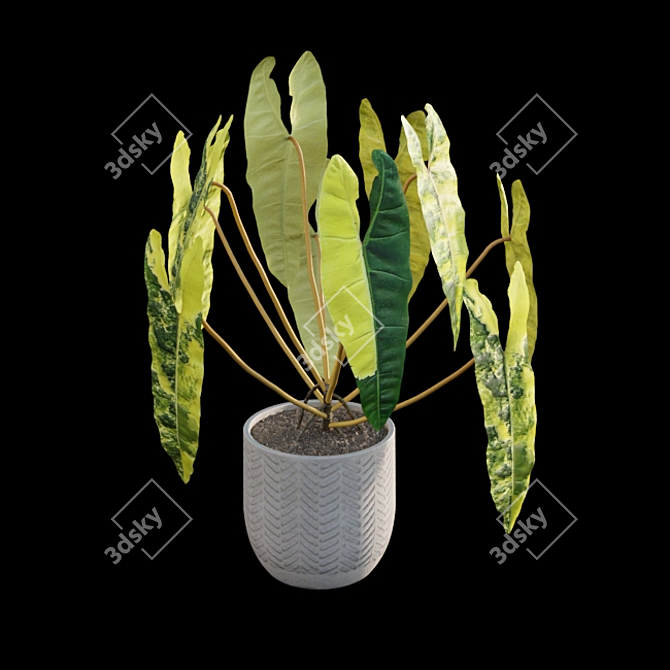 Rare Philodendron Billietiae - 3D Model 3D model image 4