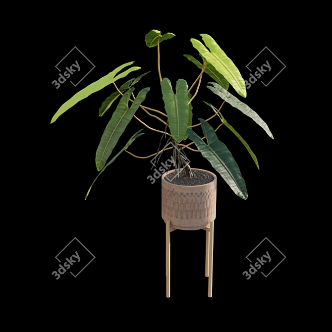 Rare Philodendron Billietiae - 3D Model 3D model image 5