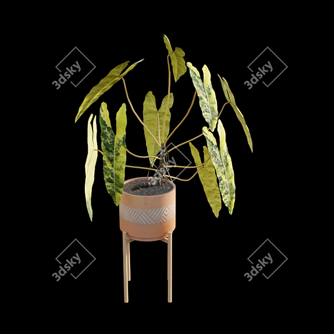 Rare Philodendron Billietiae - 3D Model 3D model image 6