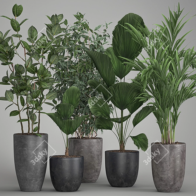 Exotic Plant Collection: Palms, Ficus & Licuala in Black Pots 3D model image 1