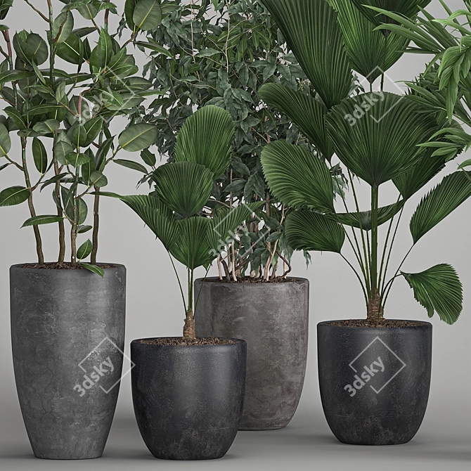 Exotic Plant Collection: Palms, Ficus & Licuala in Black Pots 3D model image 2