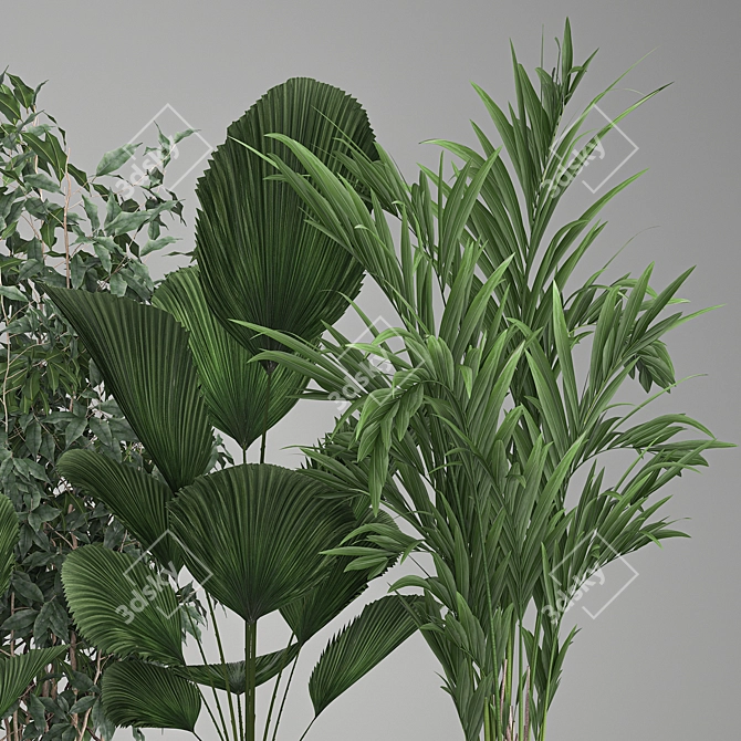 Exotic Plant Collection: Palms, Ficus & Licuala in Black Pots 3D model image 4