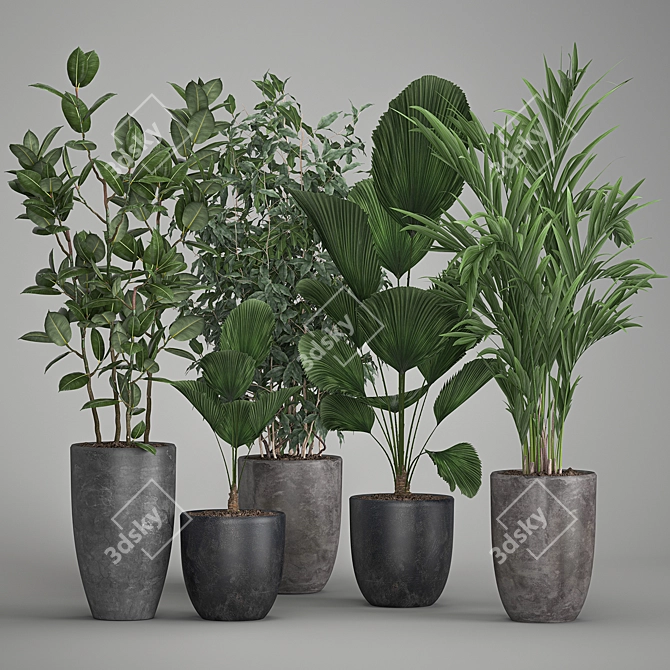 Exotic Plant Collection: Palms, Ficus & Licuala in Black Pots 3D model image 5