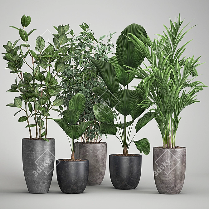 Exotic Plant Collection: Palms, Ficus & Licuala in Black Pots 3D model image 7