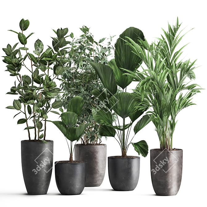 Exotic Plant Collection: Palms, Ficus & Licuala in Black Pots 3D model image 8