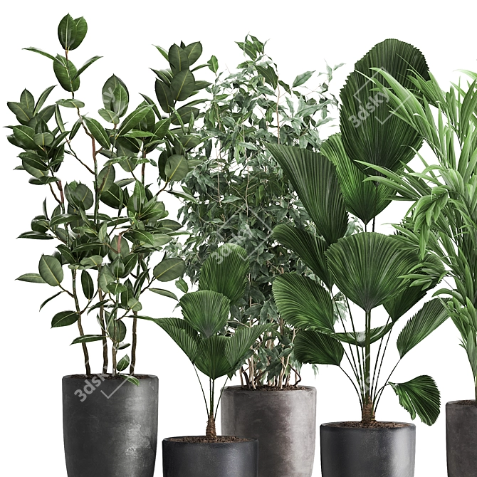 Exotic Plant Collection: Palms, Ficus & Licuala in Black Pots 3D model image 9