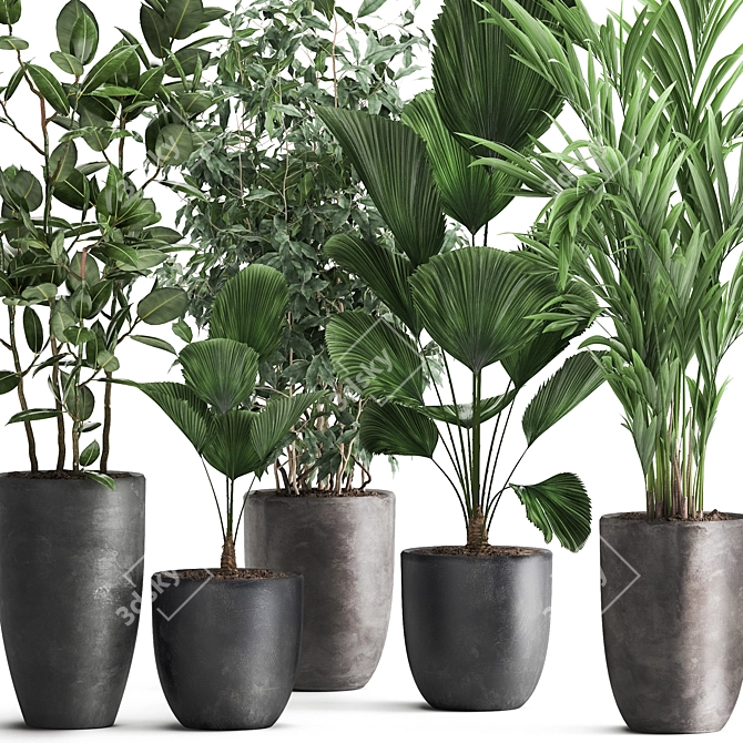 Exotic Plant Collection: Palms, Ficus & Licuala in Black Pots 3D model image 11