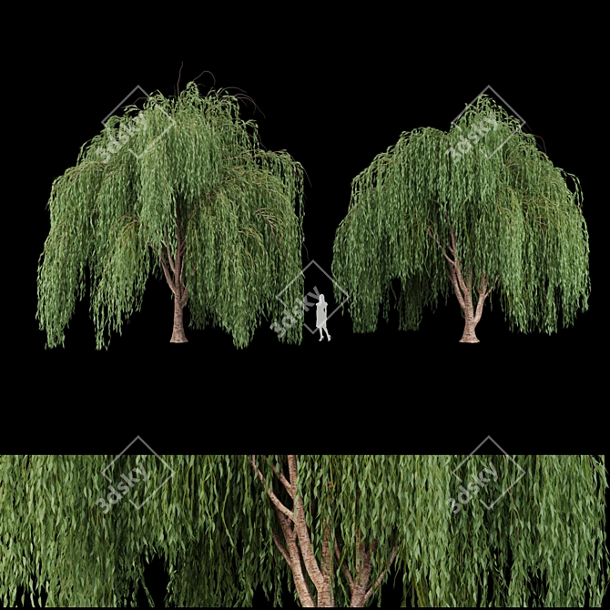 Premium Willow Tree Collection 3D model image 1