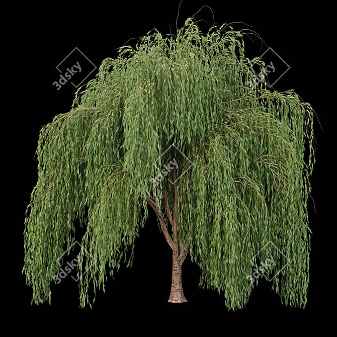Premium Willow Tree Collection 3D model image 2