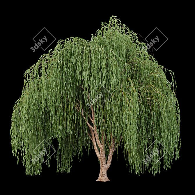 Premium Willow Tree Collection 3D model image 3