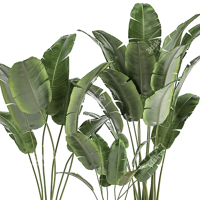 Exotic Plant Collection: Banana Palm, Ravenala & Strelitzia 3D model image 4