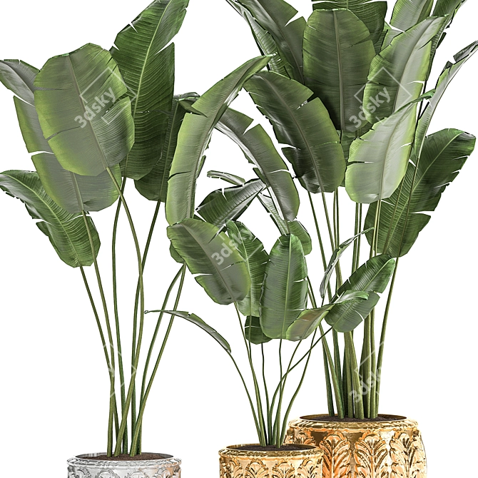 Exotic Plant Collection: Banana Palm, Ravenala & Strelitzia 3D model image 5