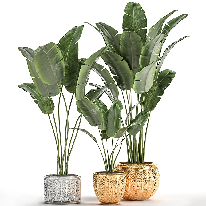 Exotic Plant Collection: Banana Palm, Ravenala & Strelitzia 3D model image 7