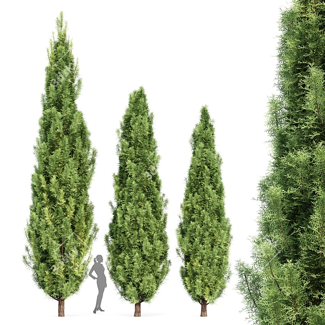 Mediterranean Cypress Trio 3D model image 1